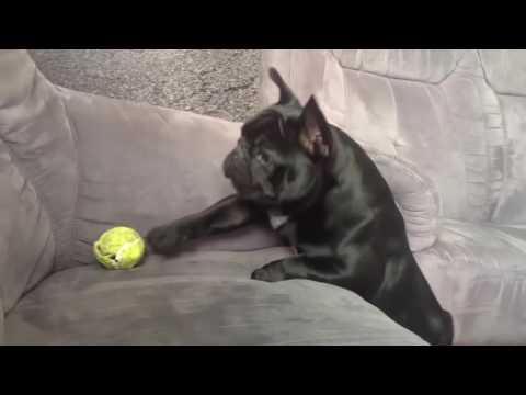 DoublageQc - Les chiens idiots #1