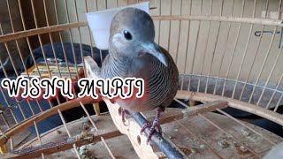 Download lagu ciri2 burung berkaturagan Wisnu Murti mp3 Download lagu ciri2 burung berkaturagan Wisnu Murti mp3