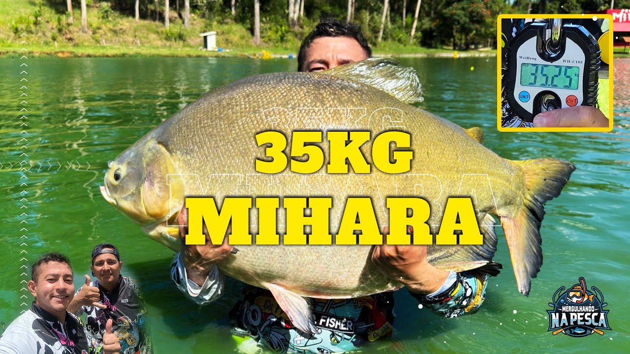 Dá para Acreditar? Um Peixe de 35kg no Mihara - Veja Como Fisguei!