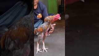 Download lagu kelabu mp3 Download lagu kelabu mp3