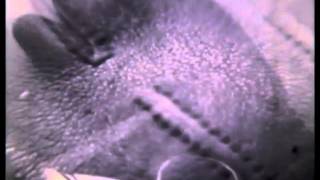 MY BLOODY VALENTINE  emptiness inside