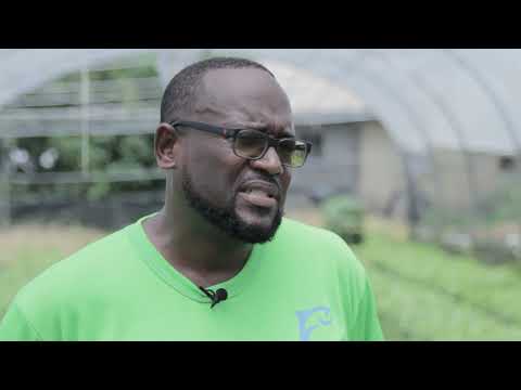 Community Innovation in Climate Action, Saint Lucia: Green Haven Fresh Farm