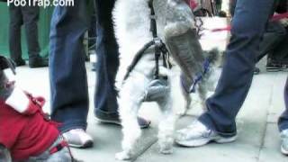 preview picture of video 'Anti-Global Warming, Green Xmas Parade - PooTrap - Doggies Loving the Earth in Taiwan'