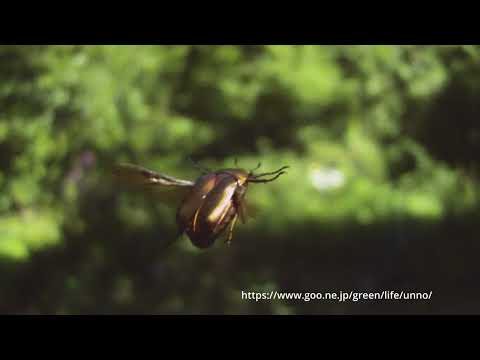 カナブンの飛翔　ウルトラスロー