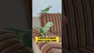 6 months Alexander Parrot Calling Sound #parrotsound #reel #short #parrot #babyparrot #goluandmimmi