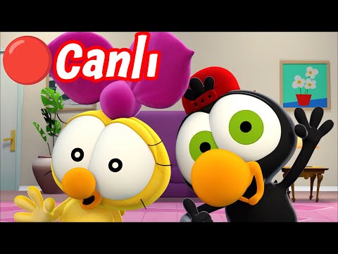 🔴 Limon ile Zeytin CANLI