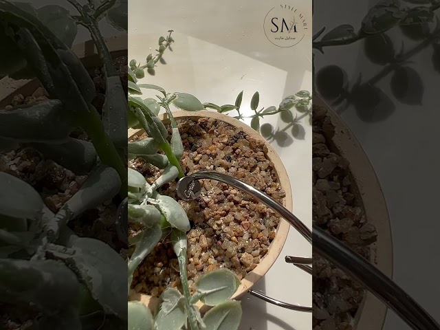 سوارة كارتير مسمار Cartier