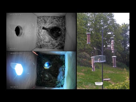 🔴 Live Bird Feeder CCTV Cameras