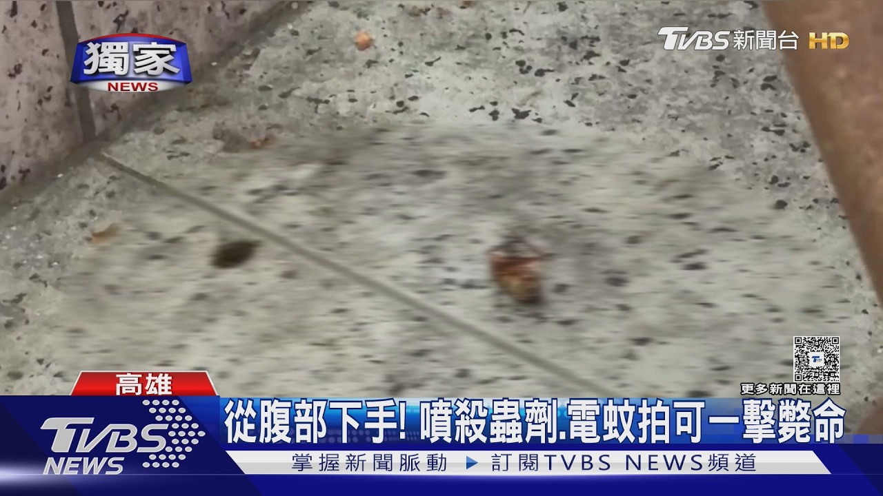獨/打蟑螂2百起跳!160名勇士報名代打 最遠到那瑪夏