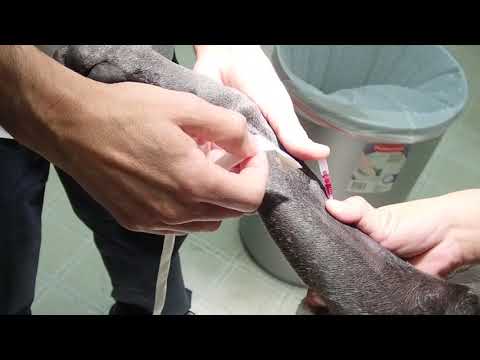 IV Catheter Placement in a Canine Patient