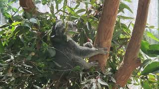 Koala loves eucalyptus trees !