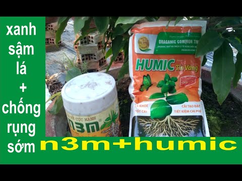 Tưới N3M + HUMIC cuối tháng 6 (al) giúp cây sậm lá không vàng rụng sớm trổ bông sớm