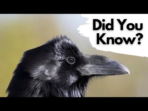 Things you need to know about RAVENS!