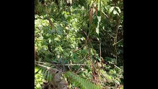 Download lagu Suara anjing pemburu mengejar babi hutan mp3 Download lagu Suara anjing pemburu mengejar babi hutan mp3