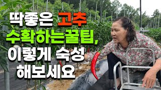 고추 이런걸 수확해야 곱게 색깔이 잘납니다. 숙성은 이렇게 두었다가 해보세요 - 고추재배 고추농사 고추수확