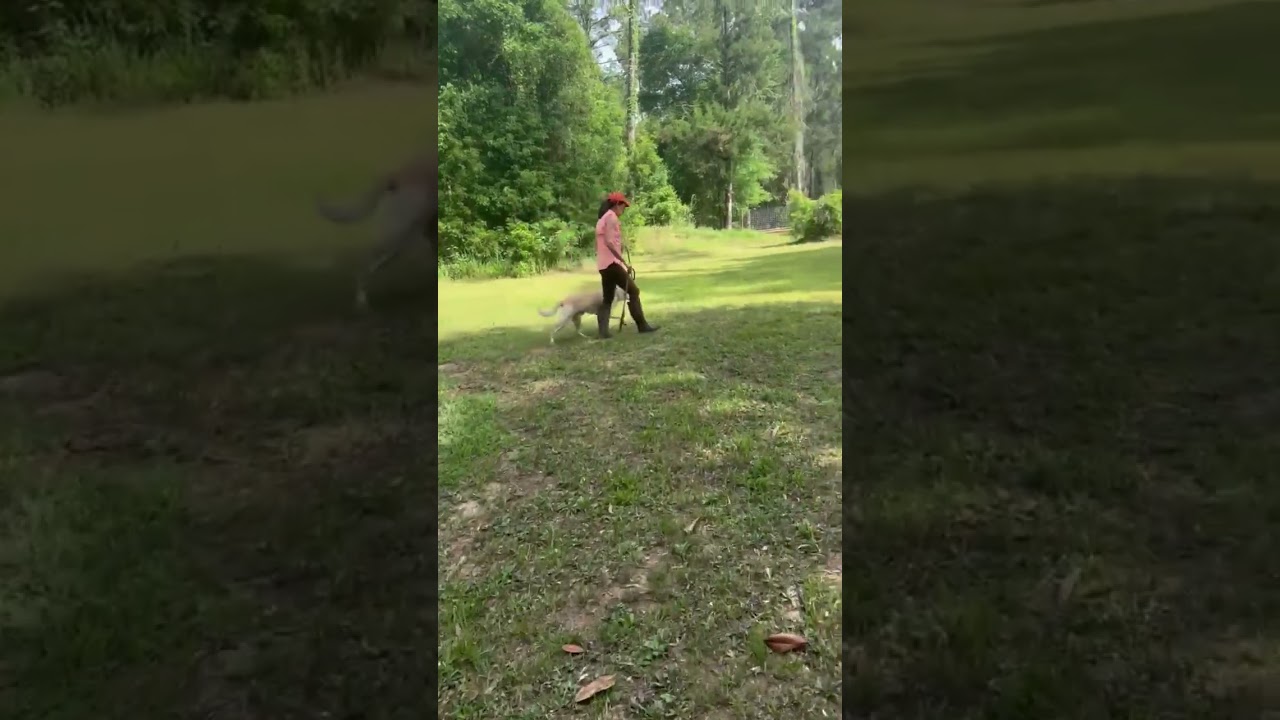 Finnie, a ADOPTABLE mixed breed in Point Clear, AL video 1/6