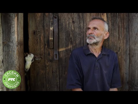 Sasvim prirodno: Jagoštica - život na ivici (Jovan Memedović)