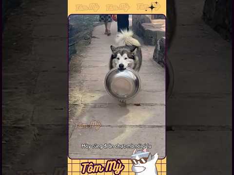 Ăn chực uy tín 🐶 #shorts #chóhaihuoc  #thúcưngnhàmình #chómèovui