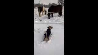 preview picture of video 'Puggle Puk spricht mit Pferden im Schnee'