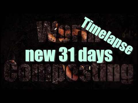 Worm Composting, Wurmkompostierung, Vermicomposting, Time Lapse 31 Days