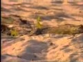 Animal Talk Sea Turtle