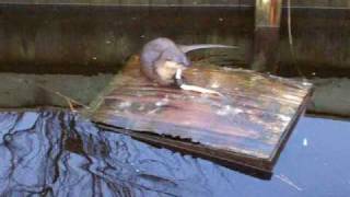 preview picture of video 'Otter eats eel'