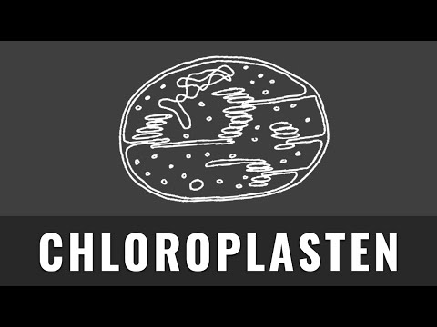 Chloroplasts | Structure of Chloroplasts | Explained Simply