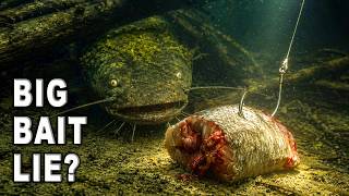 The Big Catfish Bait Lie