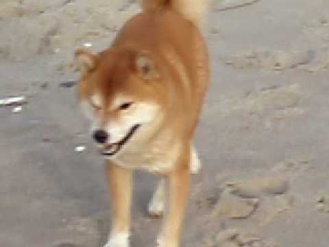 Dogbook Movie: beach with valdemar