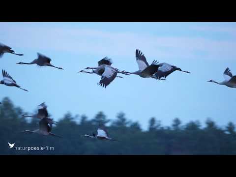 Tauerwiesenteich Lausitz August 2018