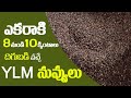 YLM Sesame Seeds For Sale 9398894979