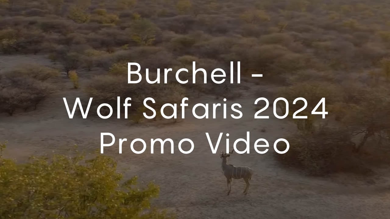 Burchell - Wolf Safaris 2024 Promo Video