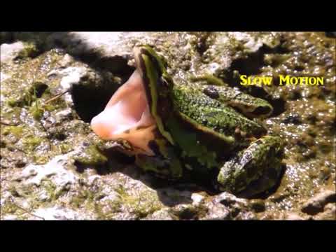 Pelophylax esculentus:  Cute Edible Frog Is Yawning - Teichfrosch gähnt  #Shorts