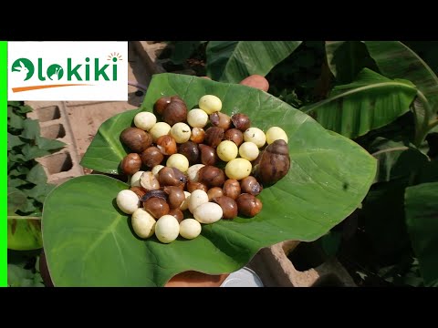 Egg Laying and Hatching Rate of Snails in a Free-Range System.