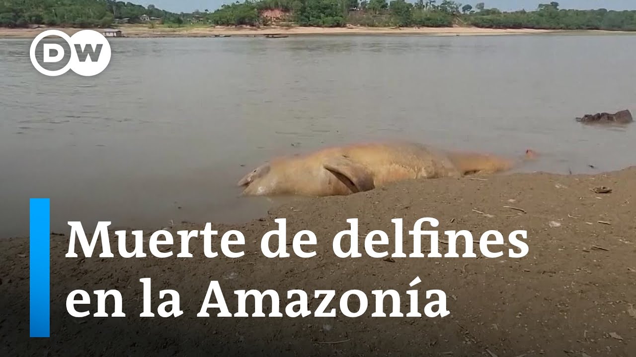 youtube video id=JpRkTXypXQw