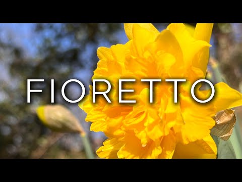 1234-IT Diamante, FIORETTO - Ipnosi Esoterica ∞ Lucio Carsi