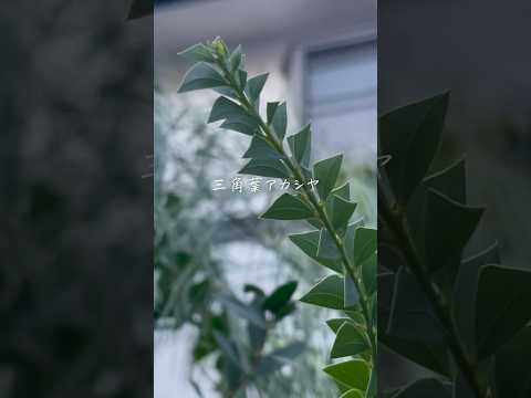 園芸 冬のミモザ