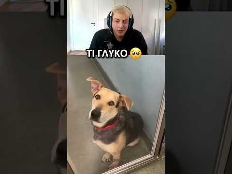 ΔΕΙΤΕ ΠΟΣΟ ΧΑΡΗΚΕ ΤΟ ΣΚΥΛΑΚΙ 🥺