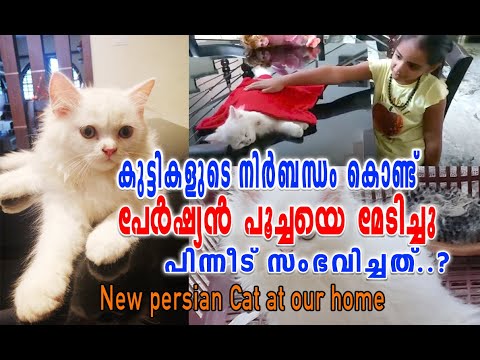 കുട്ടികളുടെ നിർബന്ധം കൊണ്ട് പേർഷ്യൻ പൂച്ചയെ മേടിച്ചു പിന്നീട് സംഭവിച്ചത്.? | Persian Cat at our Home