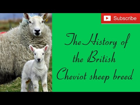 , title : 'The History of the British Cheviot sheep breed'