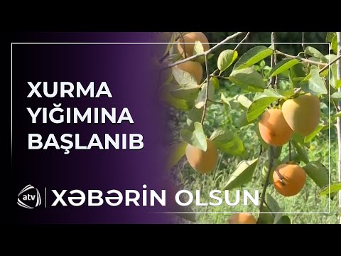Xurma yığımına başlanıb
