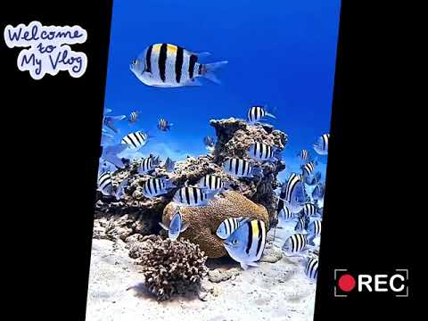 Explore the secrets of the deep sea with me