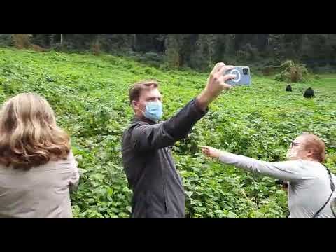 A time with the Gorillas of Bwindi 