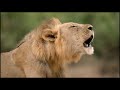 Beautiful story about a lion cub 3