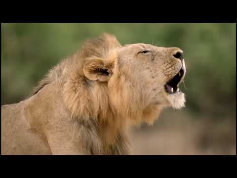 Beautiful story about a lion cub 3
