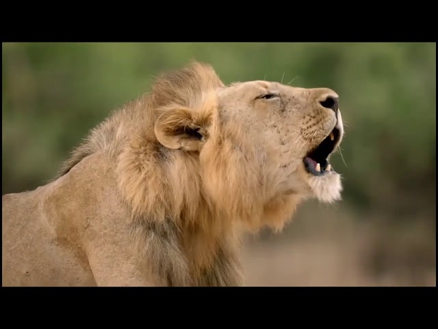 Beautiful story about a lion cub 3