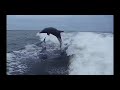 AFV Season 3 Episode 12 Edit