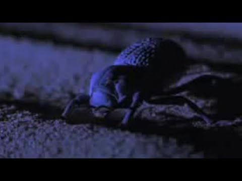 Desert Insects, Scorpions, and Snakes Use Special Skills to Survive | BBC Studios