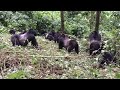 Gorilla Fights On Camera With 4 Gorillas I Nature Fight