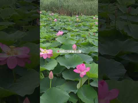 ホスタスのアイデア 植物の端の池の噴水屋外の庭